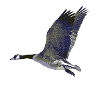 Bird-01.gif (6564 bytes)